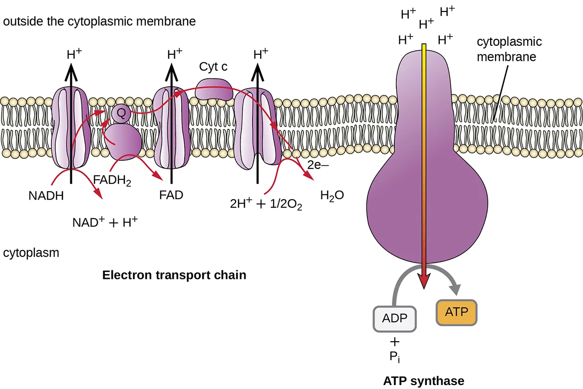 A diagram of the bacterial electron transport chain and ATP synthase spanning the cytoplasmic membrane. On the left, membrane protein complexes and the mobile carriers ubiquinone (Q) and cytochrome c (Cyt c) pass electrons from NADH and FADH₂ while pumping H⁺ to the outside of the membrane; the last complex combines the electrons with H⁺ and O₂ to form H₂O. On the right, ATP synthase spans the membrane, and an arrow shows H⁺ flowing from outside into the cytoplasm through the enzyme, driving the conversion of ADP and Pᵢ to ATP.