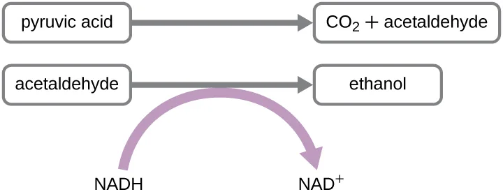 A two-step flow diagram: pyruvic acid converts to CO₂ and acetaldehyde in the first step, and acetaldehyde converts to ethanol in the second step, with a curved arrow beneath the second step showing NADH converted to NAD⁺.