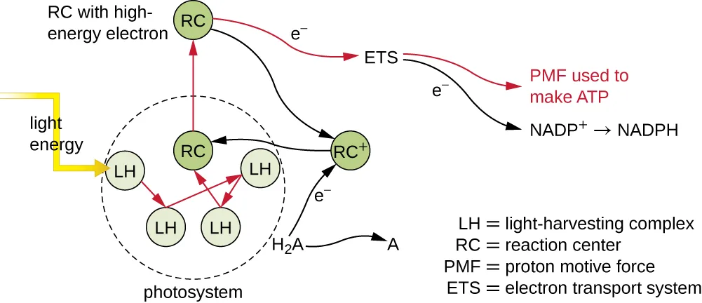 Light energy strikes a light-harvesting (LH) pigment in a photosystem; the energy is transferred between LH pigments and then to a reaction center (RC) pigment, exciting an electron. The electron leaves the RC and passes through an electron transport system (ETS), whose proton motive force (PMF) is used to make ATP; the ETS also converts NADP⁺ to NADPH. The electron lost from the RC is replaced from a reduced molecule H₂A, which becomes A.