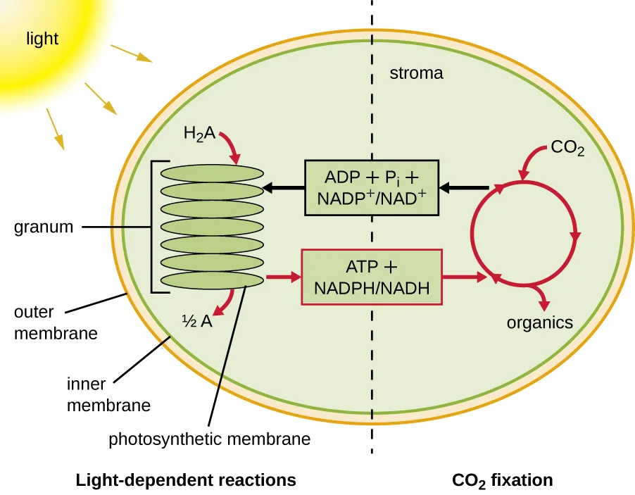 An oval chloroplast is divided by a dashed line into light-dependent reactions (left) and CO₂ fixation (right). Light strikes a stack of membranes (the granum) between an outer and inner membrane; H₂A entering the granum is converted to ½A, and this drives production of ATP + NADPH/NADH, which feeds the CO₂ fixation cycle on the right. That cycle turns CO₂ into organics, and returns ADP + Pᵢ + NADP⁺/NAD⁺ to the granum to be reused.