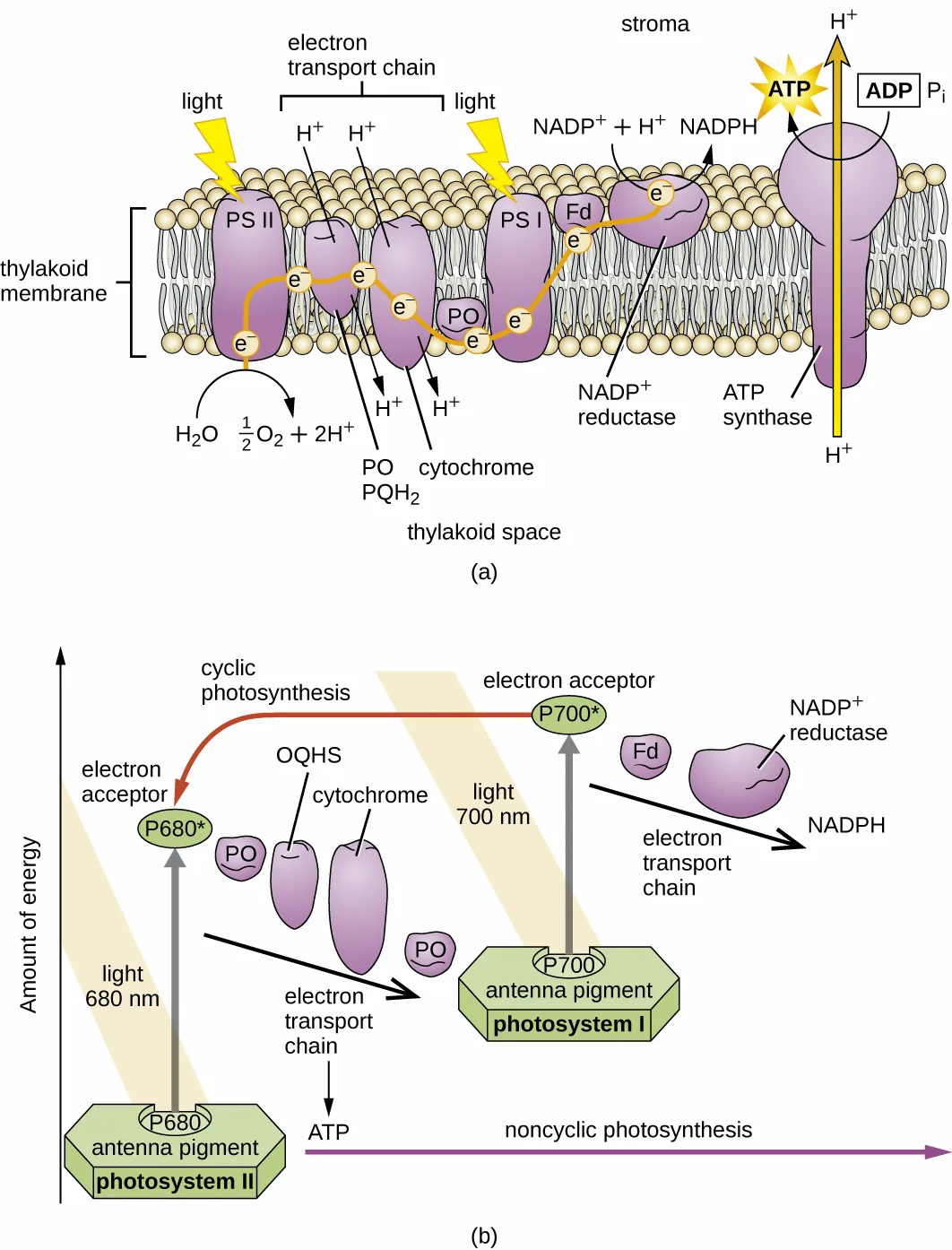 (a) A thylakoid membrane diagram: light striking photosystem II (PS II) splits water into ½O₂, 2H⁺, and an electron, which passes through membrane carriers toward photosystem I (PS I), pumping H⁺ into the thylakoid space along the way. Light striking PS I re-excites the electron, which passes through ferredoxin (Fd) to NADP⁺ reductase, forming NADPH. Accumulated H⁺ flows back to the stroma through ATP synthase, producing ATP. (b) The same path graphed as electron energy, with a red arrow showing the alternative cyclic path back to the PS II-side acceptor.