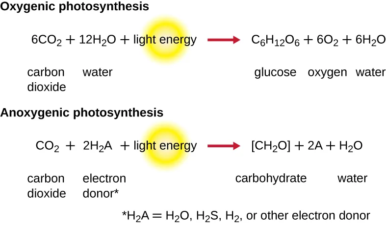 Oxygenic photosynthesis: 6CO₂ + 12H₂O + light energy → C₆H₁₂O₆ + 6O₂ + 6H₂O (carbon dioxide + water + light energy → glucose + oxygen + water). Anoxygenic photosynthesis: CO₂ + 2H₂A + light energy → [CH₂O] + 2A + H₂O (carbon dioxide + an electron donor + light energy → a carbohydrate + water), where H₂A stands for H₂O, H₂S, H₂, or another electron donor.