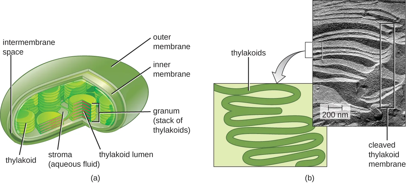 (a) A bean-shaped chloroplast with an outer membrane and an inner membrane, an intermembrane space between them, and inside the inner membrane an aqueous stroma holding stacks of membranes (thylakoids) called grana; each thylakoid is a flattened disc enclosing a thylakoid lumen. (b) A drawing of thylakoids as a folded, ribbon-like membrane beside a matching electron micrograph, with a boxed region of the micrograph showing one cleaved thylakoid membrane and a 200 nm scale bar.