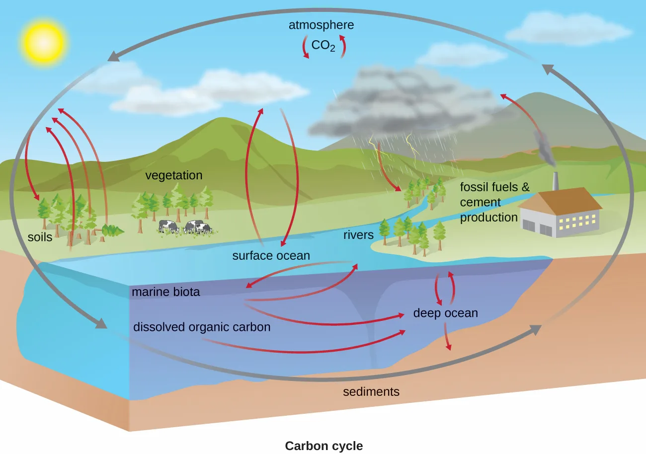 A landscape cutaway diagram of the carbon cycle. Above ground: a sun and clouds beside 'atmosphere' with 'CO2'; hills labeled 'vegetation' and 'soils' with grazing cattle, a river labeled 'rivers,' rain clouds with lightning, and a smokestack building labeled 'fossil fuels & cement production.' Below the water line: labels for 'surface ocean,' 'marine biota,' 'dissolved organic carbon,' 'deep ocean,' and 'sediments.' Red arrows connect the labeled compartments, and a gray oval arrow encircles the scene.