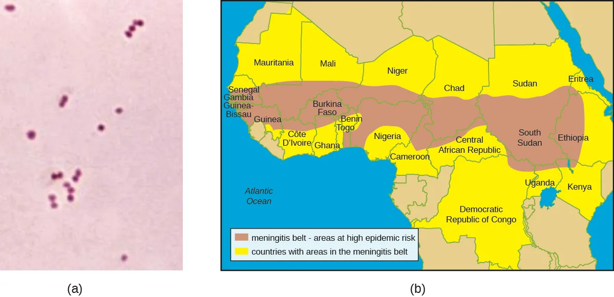 Two panels. (a) A gram-stained micrograph on a pale pink background showing small dark purplish-pink dots scattered across the field, most of them touching in pairs. (b) A map of West, Central, and parts of East Africa with country borders drawn in; a coral-colored band crosses the map from Senegal and its western neighbors through the Sahel to South Sudan, Ethiopia, and Eritrea in the east, and a legend identifies that band as the meningitis belt's area of highest epidemic risk, with a second color marking countries that have areas within the wider belt.