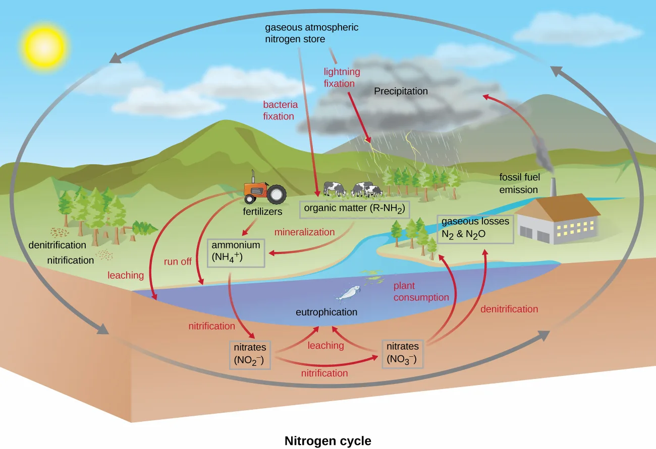 A landscape cutaway diagram of the nitrogen cycle, labeled 'gaseous atmospheric nitrogen store' at top. Arrows labeled 'lightning fixation' and 'bacteria fixation' lead into 'organic matter (R-NH2).' A tractor labeled 'fertilizers' and an arrow labeled 'mineralization' lead toward 'ammonium (NH4+)' and 'organic matter.' 'Run off' and 'leaching' lead from ammonium to 'nitrates (NO2-),' linked by 'nitrification' to 'nitrates (NO3-).' 'Plant consumption' and 'denitrification' lead toward a lake and 'gaseous losses N2 & N2O,' fed also by a smokestack labeled 'fossil fuel emission.'