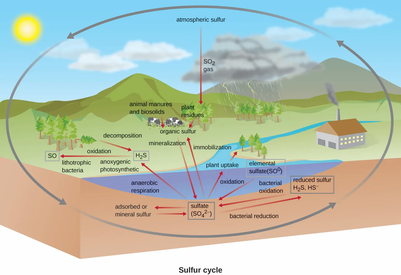 A landscape cutaway diagram of the sulfur cycle. An arrow labeled 'SO2 gas' leads down from 'atmospheric sulfur' toward trees. Arrows labeled 'animal manures and biosolids' and 'plant residues' lead into 'organic sulfur.' 'Decomposition' leads to 'H2S,' near 'lithotrophic bacteria' and 'anoxygenic photosynthetic'; 'oxidation' leads from H2S to 'SO.' Below ground, 'mineralization' and 'immobilization' connect organic sulfur with 'sulfate (SO4 2-),' with further arrows to 'elemental sulfate(SO0)' and 'reduced sulfur H2S, HS-.'