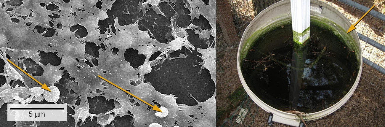 Two photographs. Left, a grey scanning electron micrograph of a rough, porous surface pocked with dark irregular holes; two orange arrows point to small round cells sitting on the surface, and a scale bar reads 5 µm. Right, a white plastic bin seen from above with a white post standing in it; the bin holds dark water, and an orange arrow points to a green film coating its inner wall.