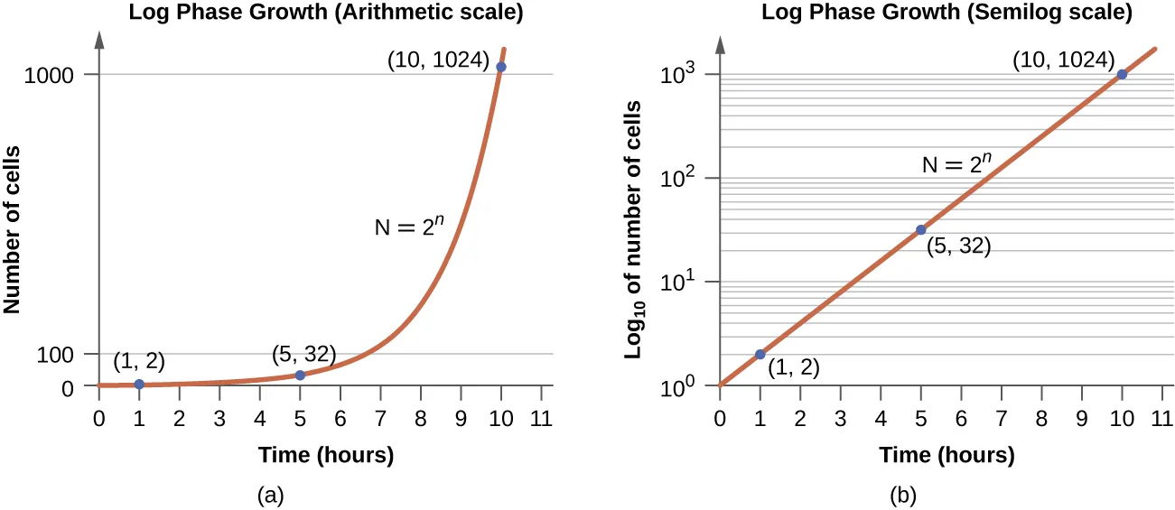 Two line graphs of log-phase population growth for a culture with a doubling time of 1 hour, both plotting the same three points — (1,2), (5,32), and (10,1024) — for time in hours. (a) On an arithmetic scale for number of cells, the line stays low and nearly flat before curving sharply upward near the end. (b) On a semilogarithmic scale for log₁₀ of number of cells, the same three points fall on a straight diagonal line.