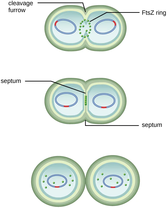 A three-stage diagram showing the FtsZ ring pinching a dividing cell in two, from an intact ring at the cell's constriction through a septum to full separation.