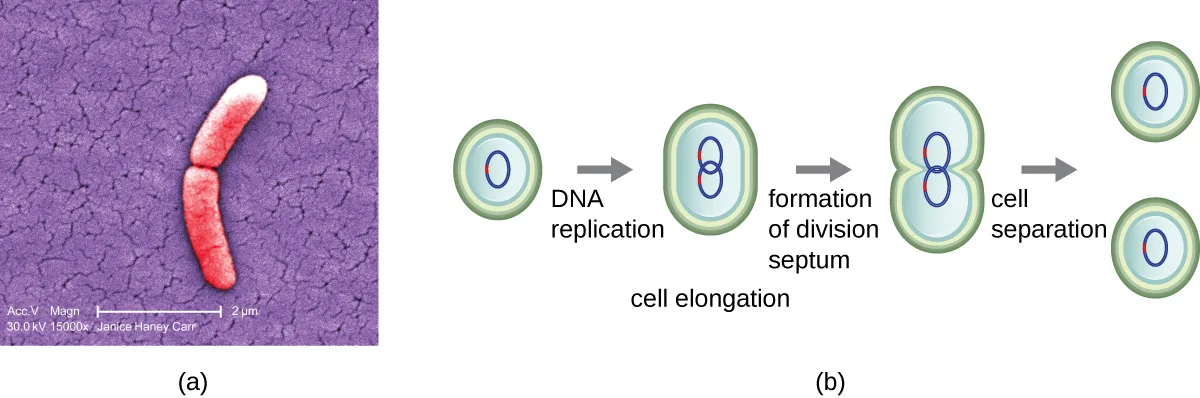 (a) A false-color scanning electron micrograph of two pink rod-shaped cells joined end to end, appearing as a single dividing bacterium. (b) A four-panel diagram of binary fission: a round cell with one loop of DNA; the cell elongates as its DNA replicates into two loops; a septum forms across the elongated cell's middle; two round cells separate, each with one DNA loop.