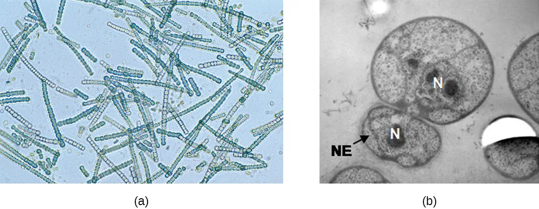 (a) A light micrograph of many long, thin, beaded chains of blue-green cells crossing over one another. (b) An electron micrograph of a larger round cell attached to a smaller round cell; the larger cell's darker interior region is labeled N and the smaller cell has its own darker region labeled N with a nearby unlabeled lighter region labeled NE.