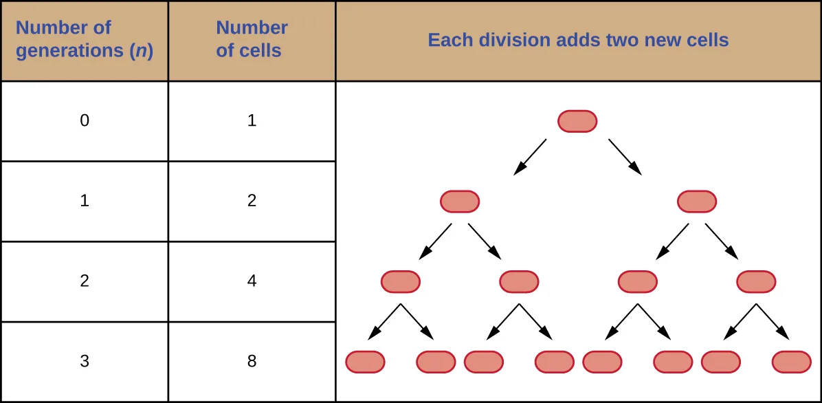 A table and branching diagram of exponential growth by binary fission: the table pairs generation numbers 0 through 3 with cell numbers 1, 2, 4, and 8; the diagram shows one cell branching into two, each of those into two more, and each of those into two more.