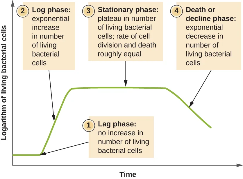 A line graph of the logarithm of living bacterial cells (y-axis) against time (x-axis). The curve is flat and low at first, then rises steeply, then flattens into a plateau, then declines. Four labeled callouts mark, in order: (1) lag phase — no increase in living cells; (2) log phase — exponential increase; (3) stationary phase — plateau, division and death roughly equal; (4) death or decline phase — exponential decrease.