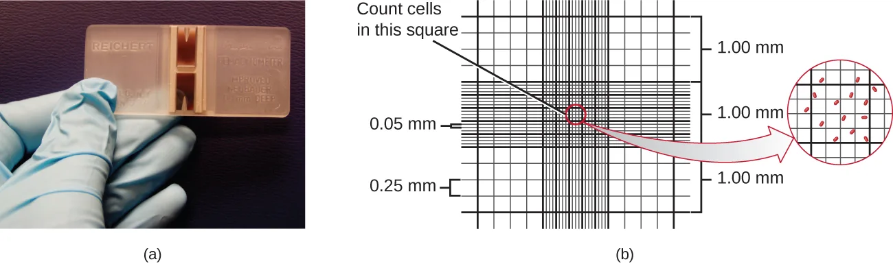 (a) A gloved hand holds a thick glass slide etched with a fine grid across its center. (b) A diagram of the grid: a magnified circle shows a bold-outlined square subdivided by fine lines into a 4×4 array of smaller squares, with red oval cells scattered inside and around it.
