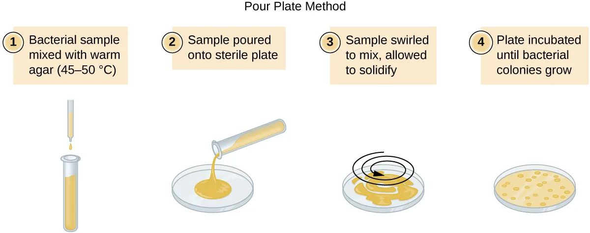 A four-step diagram of the pour plate method: mixing a bacterial sample with warm agar; pouring the sample onto a sterile plate; swirling the plate and letting it solidify; incubating the plate until colonies appear.