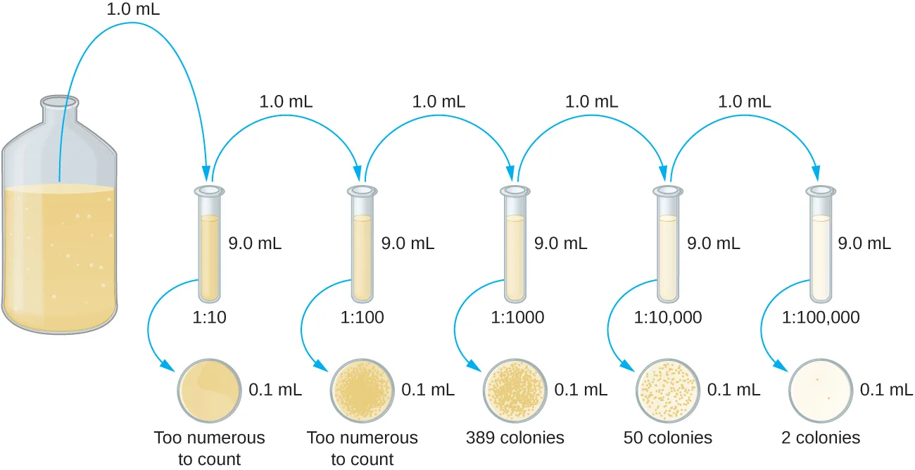 A diagram of five serial tenfold dilutions of a bacterial culture, each plated at 0.1 mL, with the resulting colony counts: too numerous to count, too numerous to count, 389 colonies, 50 colonies, and 2 colonies.