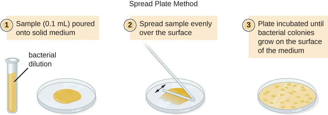 A three-step diagram of the spread plate method: pouring a 0.1 mL bacterial dilution onto solid medium; spreading the sample evenly with a spreader; incubating the plate until colonies grow on the surface.