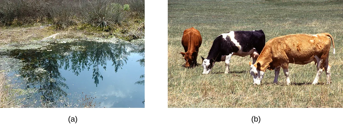 (a) A photograph of a still pond or bog whose water surface is covered with patches of green algae or duckweed, surrounded by bare shrubs and trees reflected in the water. (b) A photograph of three cows — one reddish-brown, one black-and-white, and one tan-and-white — grazing with their heads down in a grassy pasture.