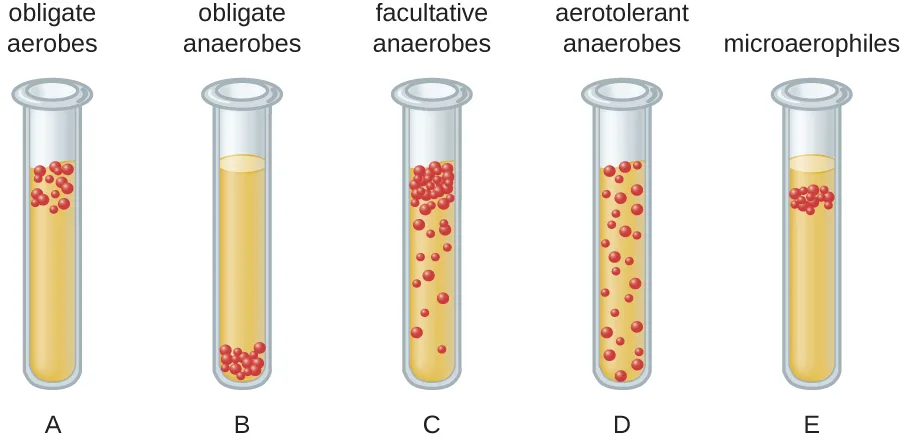 A diagram of five tubes of yellow broth, each labeled with a category of oxygen requirement and showing red cells distributed differently. Tube A (obligate aerobes): cells cluster in the upper third. Tube B (obligate anaerobes): cells cluster at the very bottom. Tube C (facultative anaerobes): a dense cluster sits at the top, with more cells scattered down the rest of the tube. Tube D (aerotolerant anaerobes): cells are scattered evenly top to bottom. Tube E (microaerophiles): cells form a band just below the surface, none at the very top or bottom.