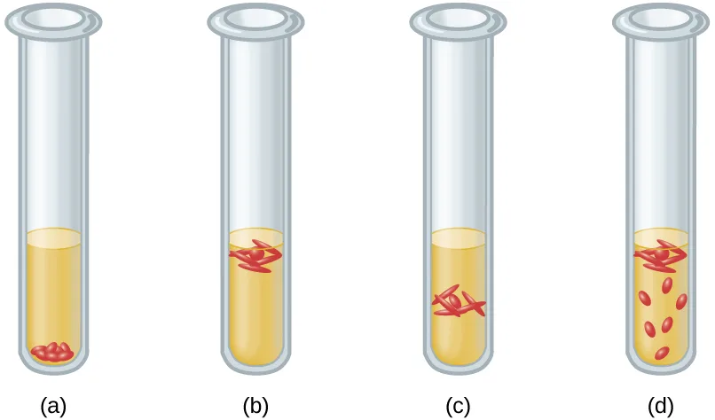 Four unlabeled test tubes of yellow broth, lettered (a)–(d) beneath them. Tube (a): a small cluster of red cells sits at the very bottom of the tube. Tube (b): a small cluster of red cells sits right at the top of the tube, just below the opening. Tube (c): a larger, denser cluster of red cells sits in a band just under the top of the tube. Tube (d): red cells are scattered throughout the tube, with a denser cluster near the top and a few isolated cells lower down.