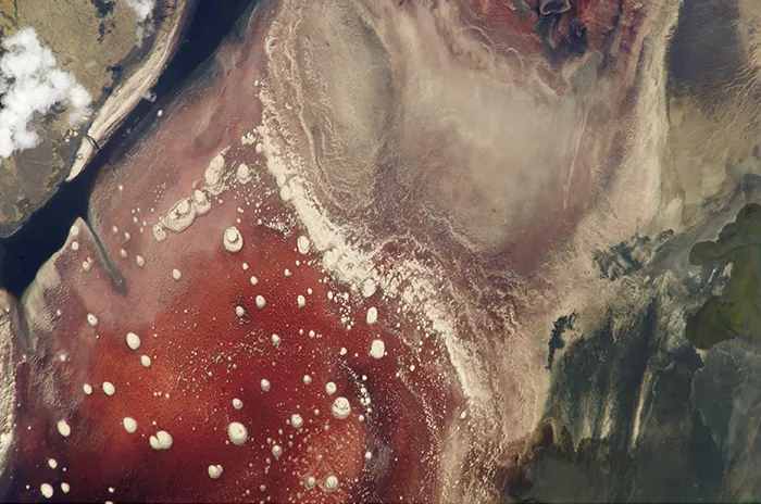 An aerial photo of a lake with patches of deep red water, pale mineral crusts and white ring-shaped salt deposits scattered across the water's surface and along the shoreline, and green vegetation visible at one edge.