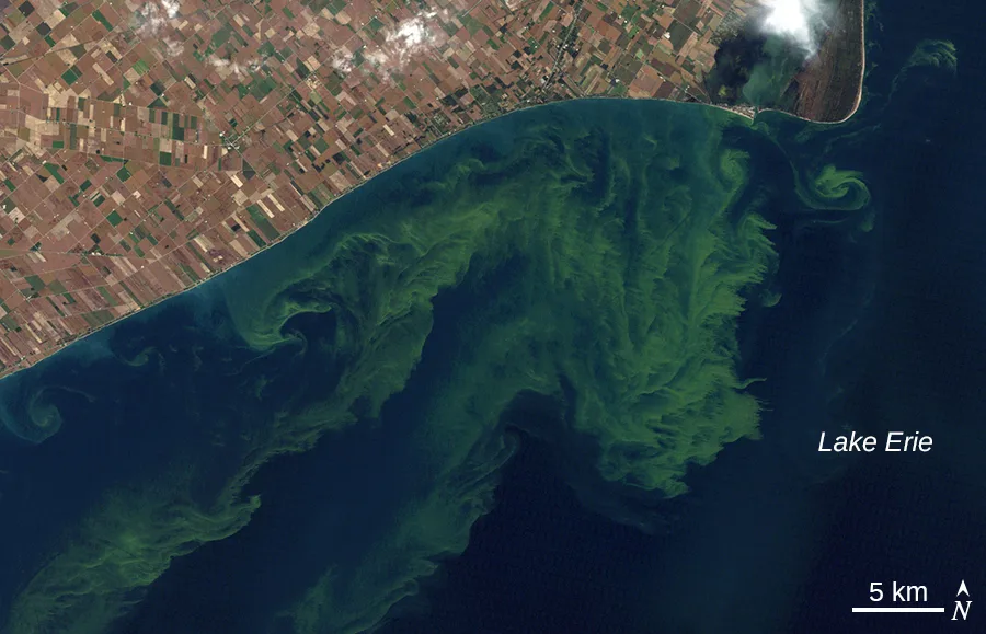 A satellite photo of Lake Erie's shoreline: patchwork brown and green farm fields occupy the upper portion of the image, and bright green swirling algal bloom patterns spread across a wide arc of the darker blue lake water below, with a scale bar and north arrow in the lower right.