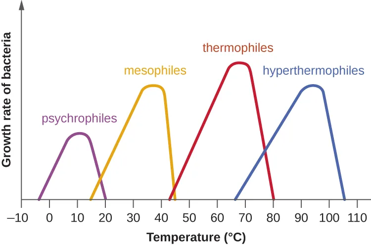 A line graph of bacterial growth rate against temperature in °C, showing four skewed bell-shaped curves in a row: psychrophiles peaking near 10 °C, mesophiles peaking near 37 °C, thermophiles peaking near 67 °C, and hyperthermophiles peaking near 93 °C, each curve rising gradually and falling sharply past its peak.