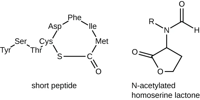 Two chemical structures side by side. Left, a short peptide labeled short peptide: a chain of amino acids (Tyr-Ser-Thr-Cys) with Cys also linked through a sulfur atom into a ring formed with Asp-Phe-Ile-Met and a carbon bearing a double-bonded oxygen. Right, a structure labeled N-acetylated homoserine lactone: a five-membered ring containing one oxygen and a ketone, with a nitrogen atom outside the ring linked to an R group and to a carbon bearing both a double-bonded oxygen and a hydrogen.