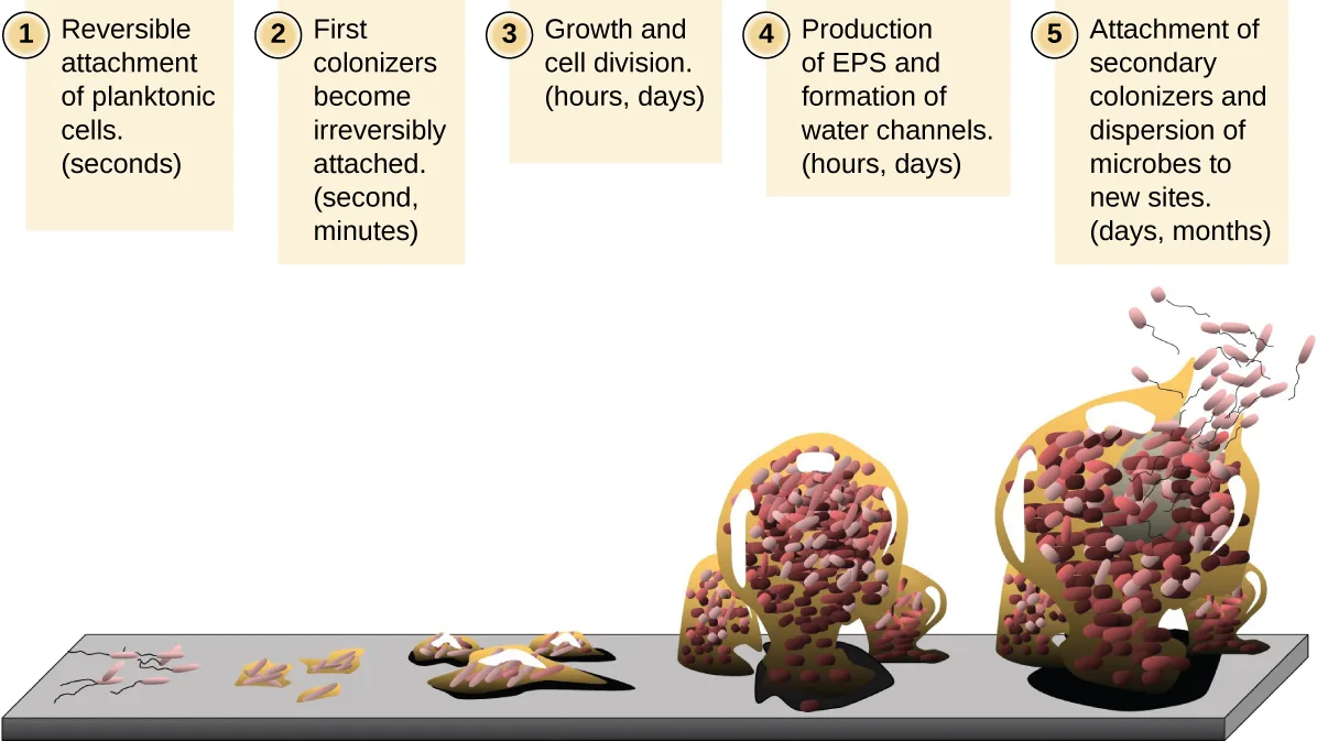 A five-stage diagram of biofilm formation on a surface, from a few scattered flagellated cells through small clusters, larger clusters, very large clusters with holes, to a large mature colony releasing free-swimming cells.