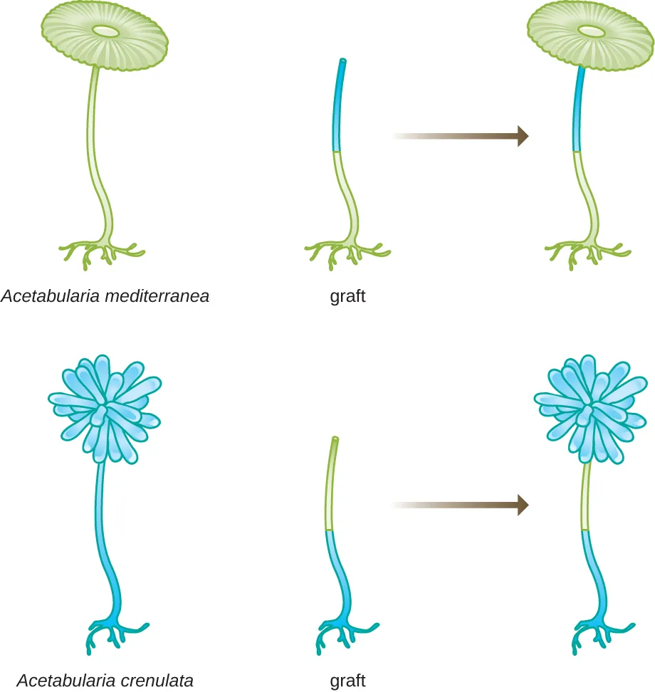 Diagram of two Acetabularia grafting experiments. Acetabularia mediterranea has a green stalk and a round, disc-shaped cap; Acetabularia crenulata has a blue stalk and a clustered, pompom-shaped cap. In the first graft, a blue upper stalk (from A. crenulata) is joined to a green foot (from A. mediterranea); an arrow shows the resulting plant growing a round, mediterranea-type cap. In the second graft, a green upper stalk (from A. mediterranea) is joined to a blue foot (from A. crenulata); an arrow shows the resulting plant growing a clustered, crenulata-type cap.