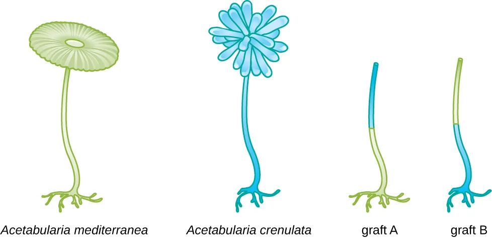 Diagram of two grafting experiments with Acetabularia mediterranea (round, disc-shaped cap; green stalk and foot) and Acetabularia crenulata (clustered, pompom-shaped cap; blue stalk and foot), shown at left as reference. Graft A combines the foot of A. mediterranea with the upper stalk of A. crenulata. Graft B combines the foot of A. crenulata with the upper stalk of A. mediterranea.