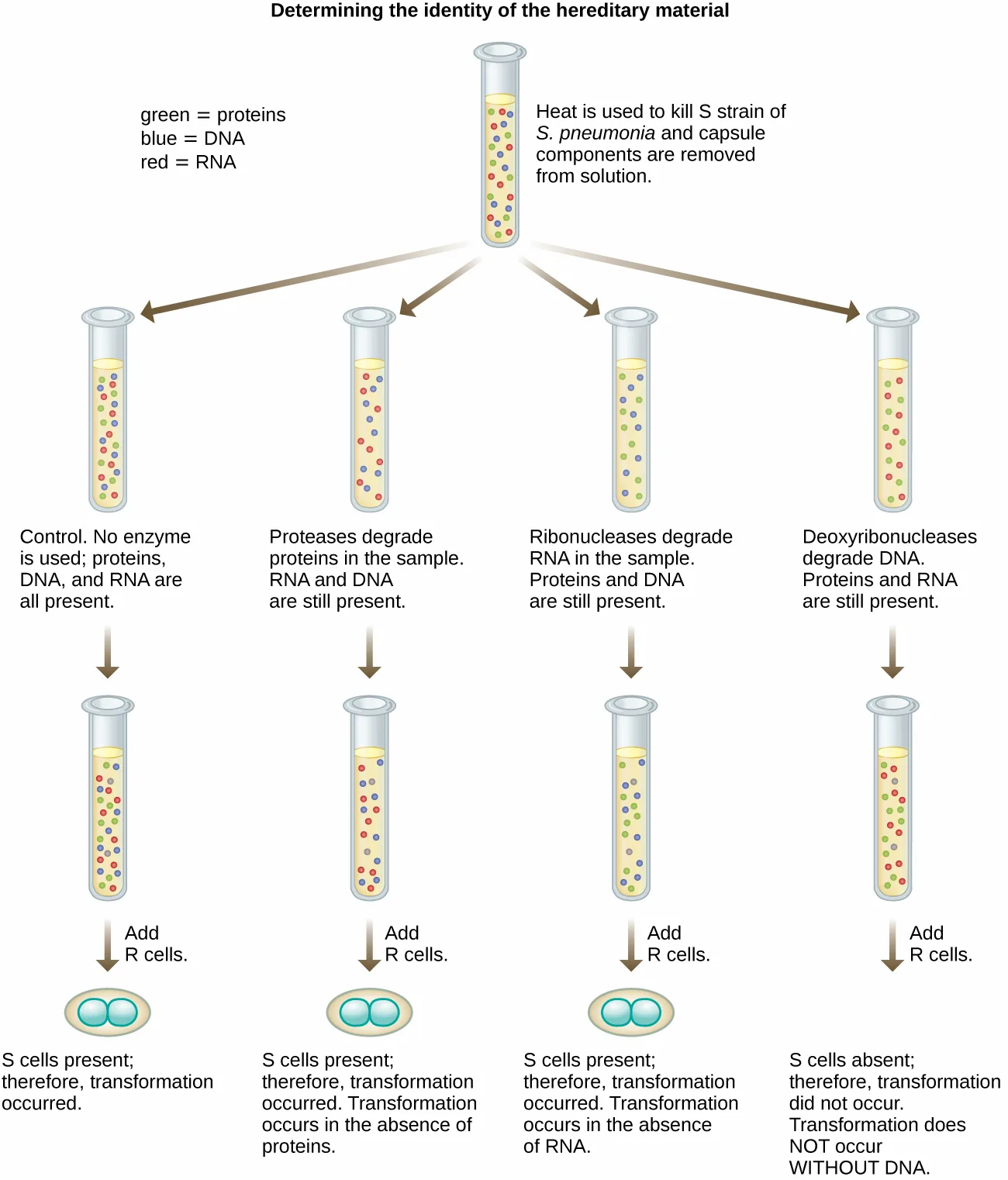 Diagram titled Determining the Identity of the Hereditary Material. A single tube of heat-killed S strain extract, with green dots for proteins, blue dots for DNA, and red dots for RNA, splits into four tubes treated with no enzyme, proteases, ribonucleases, or deoxyribonucleases; R cells are then added to each, and only the deoxyribonuclease tube fails to yield S cells.