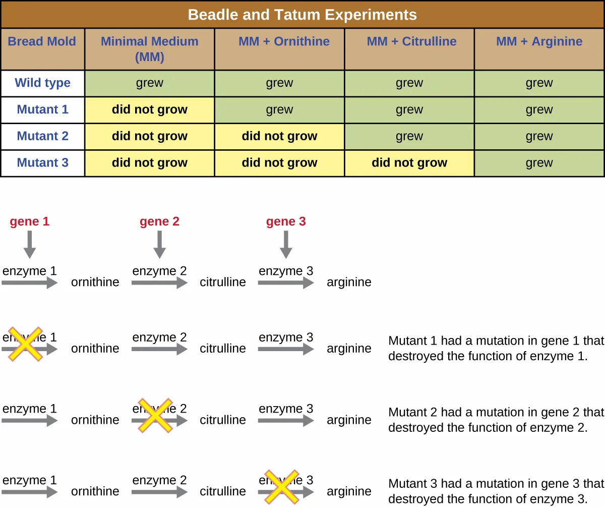 A table titled Beadle and Tatum Experiments lists four bread-mold strains — wild type, mutant 1, mutant 2, mutant 3 — against four media: minimal medium (MM), MM plus ornithine, MM plus citrulline, and MM plus arginine, showing which combinations support growth. Below the table, a diagram shows gene 1, gene 2, and gene 3 each producing an enzyme that converts one pathway intermediate to the next — enzyme 1 makes ornithine, enzyme 2 converts ornithine to citrulline, enzyme 3 converts citrulline to arginine — with a separate row for each mutant showing a yellow X over its blocked enzyme.