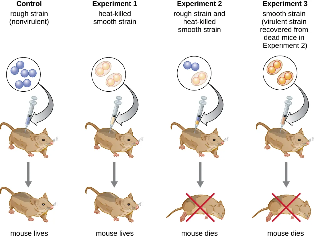 Diagram of Griffith's four experiments. Control: rough strain (nonvirulent) injected into a mouse; the mouse lives. Experiment 1: heat-killed smooth strain injected; the mouse lives. Experiment 2: rough strain plus heat-killed smooth strain injected; the mouse dies. Experiment 3: smooth strain recovered from the dead mouse in Experiment 2 injected into a fresh mouse; the mouse dies.