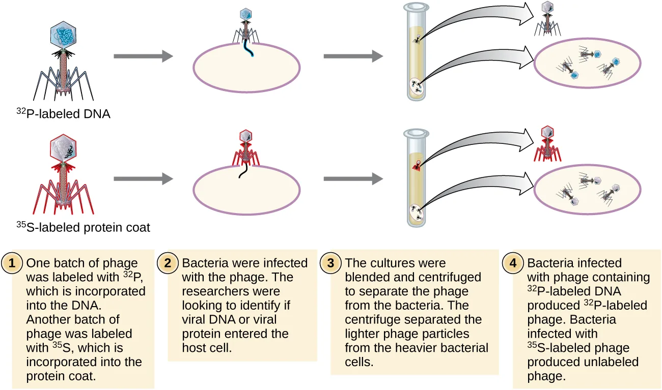 Diagram of the Hershey–Chase experiment in four numbered steps. Step 1: one batch of phage is labeled with ³²P, incorporated into the DNA; another batch is labeled with ³⁵S, incorporated into the protein coat. Step 2: bacteria are infected with each labeled phage. Step 3: each culture is blended and centrifuged, separating the lighter phage particles from the heavier bacterial cells. Step 4: bacteria infected with ³²P-labeled phage produce ³²P-labeled phage; bacteria infected with ³⁵S-labeled phage produce unlabeled phage.
