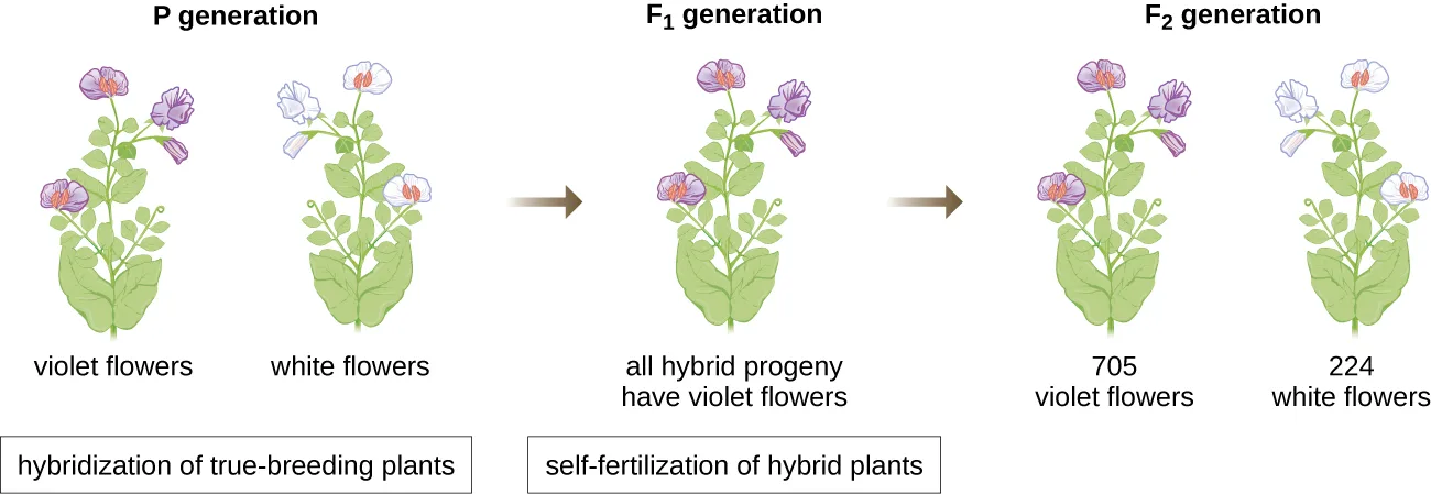 Diagram of three generations of Mendel's pea cross: the P generation shows one plant with violet flowers and one with white flowers; an arrow labeled hybridization of true-breeding plants leads to the F₁ generation, a single plant labeled all hybrid progeny have violet flowers; a second arrow labeled self-fertilization of hybrid plants leads to the F₂ generation, shown as two plants labeled 705 violet flowers and 224 white flowers.