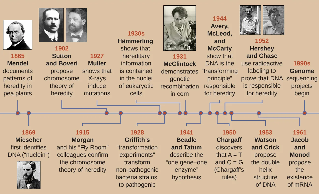 A timeline from 1865 to the 1990s tracking the discovery of DNA as the hereditary molecule, with photographs of several named scientists beside fifteen dated milestones from Mendel's pea-plant crosses through Hershey and Chase's proof and Watson and Crick's double helix to the start of genome sequencing projects.
