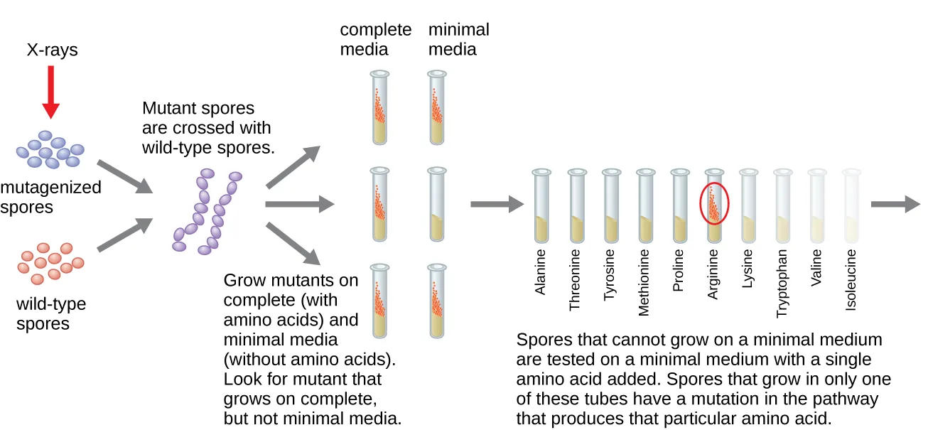 Diagram of the Beadle and Tatum experiment. Red arrows labeled X-rays point from wild-type spores to mutagenized spores; the mutagenized and wild-type spores are crossed, then grown on complete medium (with amino acids) and minimal medium (without amino acids), looking for a mutant that grows on complete but not minimal medium; spores that fail to grow on minimal medium are then tested on minimal medium with a single amino acid added — separate tubes for alanine, threonine, tyrosine, methionine, proline, arginine (circled), lysine, tryptophan, valine, and isoleucine.