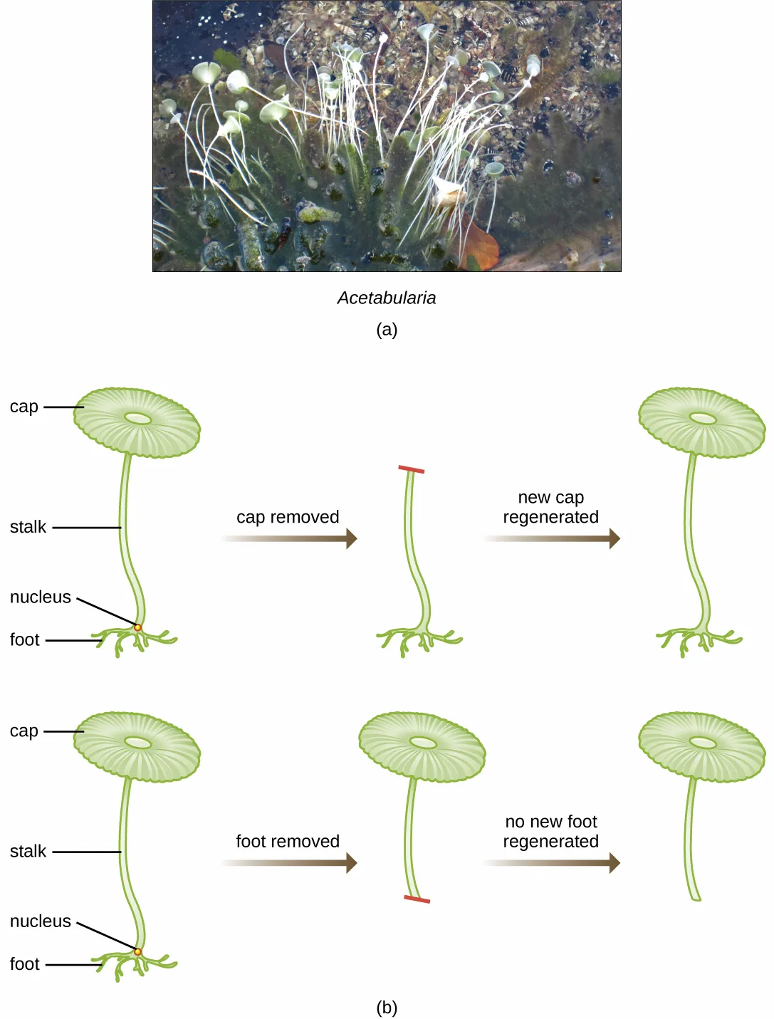 Two-panel figure. Panel (a) is a photograph of several Acetabularia cells in shallow water, each with a thin stalk topped by a round, disc-shaped cap and a threadlike foot below. Panel (b) is a diagram of one Acetabularia cell labeled cap, stalk, nucleus, and foot; when the cap is removed a new cap regenerates, but when the foot is removed no new foot regenerates.