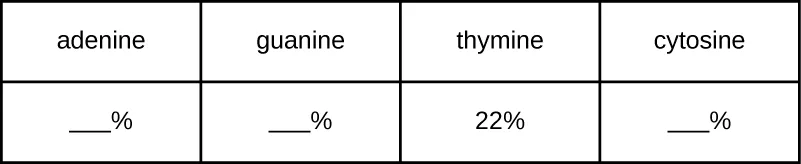 A four-column table with headers adenine, guanine, thymine, and cytosine. The thymine column is filled in as 22%; the adenine, guanine, and cytosine columns each show only a blank followed by a percent sign.