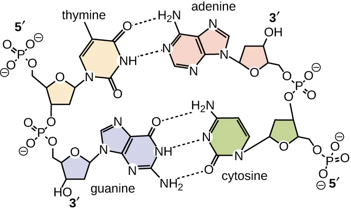 A chemical-structure diagram of two base pairs within the DNA double helix: thymine paired with adenine by two dashed hydrogen bonds, and guanine paired with cytosine by three dashed hydrogen bonds, each base attached to its own deoxyribose sugar with the sugar-phosphate backbone running to either side.