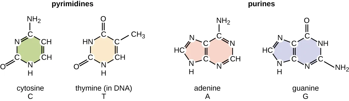 Four ring structures grouped as pyrimidines and purines. The pyrimidines, cytosine and thymine, each have a single six-membered ring; cytosine's ring carries an NH₂ group and thymine's carries a CH₃ group, each also with =O and NH groups on the ring. The purines, adenine and guanine, each have a six-membered ring fused to a five-membered ring; adenine's rings carry an NH₂ group and guanine's carry =O and NH₂ groups.
