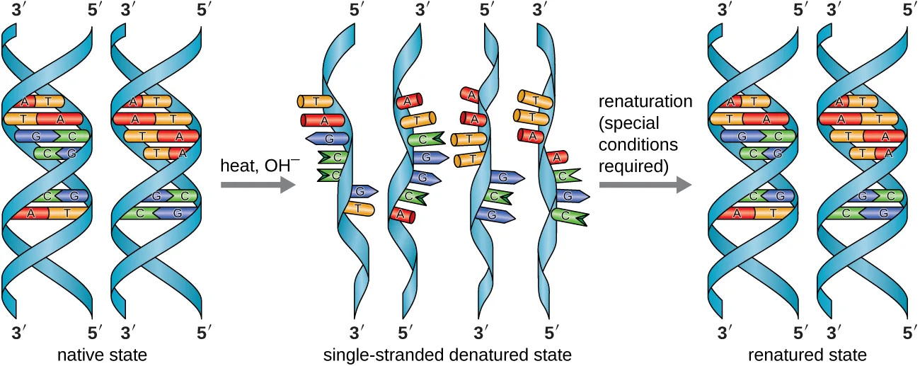 Three states of DNA drawn as ribbons. At left, two native double helices show paired rungs (A-T and C-G) between two backbone strands, each strand end-labeled 3′ or 5′. In the middle, after heat or chemical treatment, four single ribbons float apart with unpaired bases projecting along their length. At right, after renaturation, two double helices have reformed with their base pairs restored.