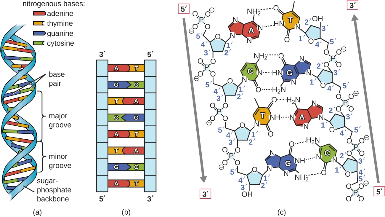 Three panels of the DNA double helix. (a) A twisted-ladder cartoon with a backbone on each side and colored base-pair rungs, with wide major grooves and narrow minor grooves where the backbones twist apart or come close together. (b) The same pairs as a flattened, untwisted ladder labeled A-T and G-C, each strand's 3′ and 5′ ends at opposite corners. (c) A chemical-structure segment of the antiparallel strands, backbone linking carbon 3′ of one nucleotide to carbon 5′ of the next, with dashed hydrogen bonds between the bases.