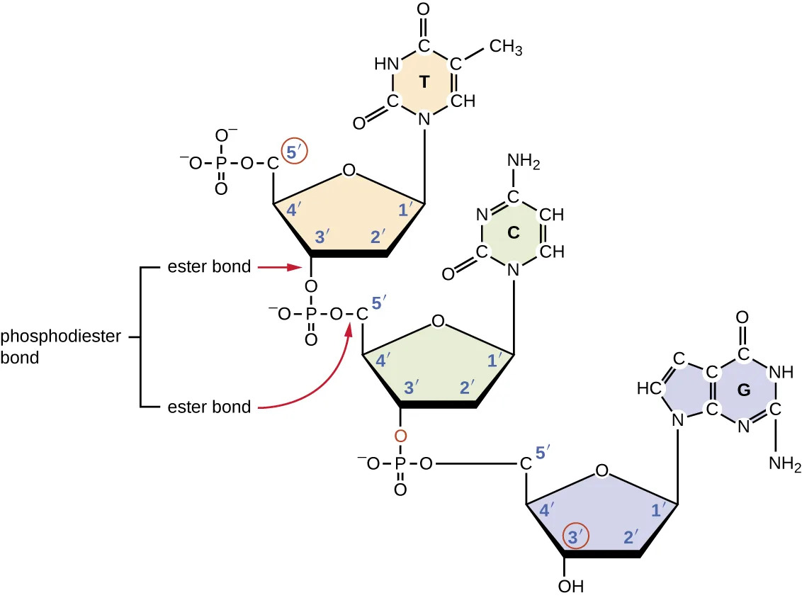 Three linked nucleotides drawn top to bottom, each a deoxyribose sugar with carbons numbered 1′ through 5′: the top sugar carries a thymine base and a phosphate group on its 5′ carbon; the middle sugar carries a cytosine base, its 5′ phosphate joined to the 3′ carbon of the sugar above it; the bottom sugar carries a guanine base, its 5′ phosphate joined to the 3′ carbon of the sugar above it, with its own 3′ carbon left as a free OH. Red arrows and brackets label the two 'ester bond' linkages that together make up each 'phosphodiester bond.'