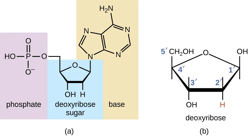 (a) A deoxyribonucleotide drawn as three linked parts: a phosphate group bonded to one carbon of a pentagon-shaped deoxyribose sugar, and a two-ringed nitrogenous base (adenine) bonded to another carbon of the sugar. (b) The deoxyribose sugar alone, its ring oxygen at the top and its five carbons numbered clockwise: 1′ (bonded to the base position, with an OH shown), 2′ (H), 3′ (OH), 4′ (bonded to 5′), and 5′ (CH₂OH).