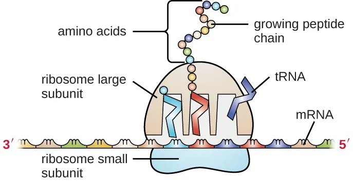A diagram of a ribosome translating mRNA. The mRNA is a long strand running left to right, labeled 3′ at the left end and 5′ at the right end. A rounded ribosome small subunit sits beneath the strand; a larger dome-shaped ribosome large subunit sits above it, spanning three codons. Three tRNA molecules sit in slots within the large subunit, each attached to a codon on the mRNA below and to an amino acid above; the leftmost tRNA carries one amino acid, the middle one carries a growing chain of several linked amino acids, and the rightmost tRNA carries none and is leaving the ribosome.