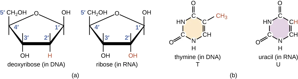 Two structural diagrams. (a) Deoxyribose, the sugar in DNA, and ribose, the sugar in RNA, both drawn as five-membered rings with an oxygen at the top, a CH2OH group and OH at carbon 1′, and an OH at carbon 3′; deoxyribose has an H at carbon 2′, while ribose has an OH there instead. (b) Thymine, the base in DNA, and uracil, the base in RNA, both drawn as six-membered rings with two carbonyl (C=O) groups; thymine carries a CH3 group where uracil carries an H.