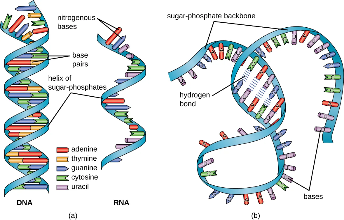 Two diagrams. (a) DNA drawn as a double helix of two paired sugar-phosphate strands with rungs of colored bases (adenine, thymine, guanine, cytosine) between them, beside RNA drawn as a single sugar-phosphate strand with unpaired bases (adenine, guanine, cytosine, uracil) along its length. (b) A single RNA strand looping back on itself, with a short stretch of its bases hydrogen-bonded to a complementary stretch elsewhere on the same strand, while most of the strand's bases remain unpaired.